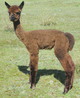 2014 CRIA GINA