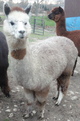 BEFORE SHEARING IN MAY~LOTS OF NICE FIBER!