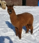 Baby Hershey Kiss~  Crimpy & Dense beauty!