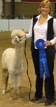 BELLINA LADY PRODUCES SHOW WINNERS!