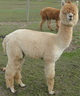 SOLD! COPPER~GORGEOUS FAWN; ACCOYO VOLARE SON