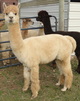 SOLD! CYCLONE~SIMBA SON; OVER 23 LBS AT BIRTH