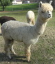 YOUNG AND BEFORE SHEARING CAL