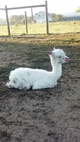 1st cria: Imperial Finnian 9.30.12