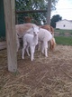 1st Cria 