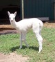 Lovely as a cria.