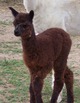 2nd cria :Troubadour @2 hours