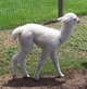 3rd cria: Hannah @ 2 days