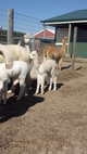 2012 Female cria 