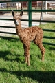 Knotty Boy born on 11/4/11