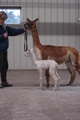 New Cria - Sweet Suri Nelchina