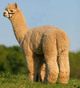 Sire: Simba of A.L. Paca's