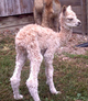 2011 Cabos cria/ 1 hour old