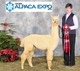 VAOBA Alpaca Expo -- Dec 12