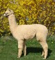 2011 Female Cria at 6 Months