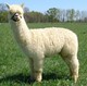 2011 Cria at 7 Months