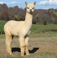 2015 Male Cria, Brut