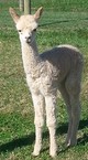 25 October 2016 Male Cria