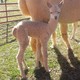 25 October 2016 Male Cria