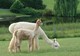 2011 Fawn Cria