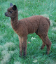 Cria Picture.  Very Nice!