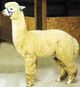 Sire: PPPeruvian Mr. President