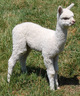 2012 cria Anders!