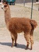 2008 cria Rosalind Franklin