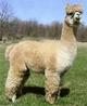 Sire: CPeruvian Accoyo Express