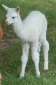 Oreo's Surprise 2011 Cria 