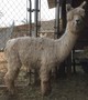 2015 male cria-Marshall of Frogs Creek