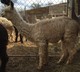 2015 Female Cria