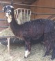 2015 Male Cria