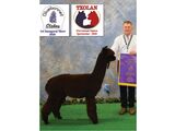 alpaca for sale