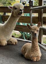 Delphine with cria Debutante