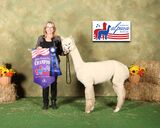 alpaca for sale