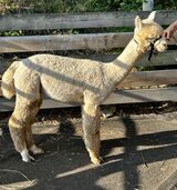 alpaca for sale