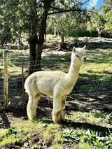 alpaca for sale