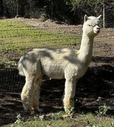 alpaca for sale