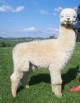 2008 cria: Wimbledon (Sire is Austin)