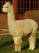 Venetia's Sire: Snowmass Alpine Gold