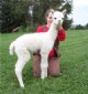 2009: Augusta, fiesty cria.