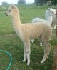 Bibianna: cria profile in June