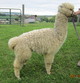 Markita at 10 months, untipped cria fleece