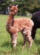 Cria 2006: Zariel as a cria