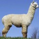 His Sire: Accoyo Akari (Grand Master/Camilio)