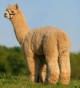 Her Sire: Simba of A.L. Paca's