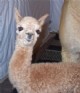 2009: Kiara's first cria, BB by The Khantender Optimo.