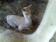 Zahara- Savannah's first Cria