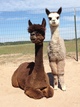 Audrey and her cria Liza Cloud